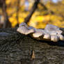 Autumn in the Forrest