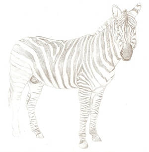 Unfinished Zebra Drawing