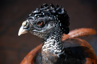 Asian Turkey