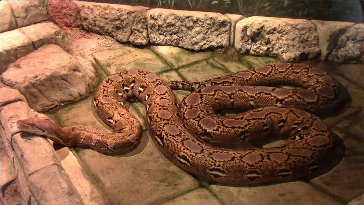 Columbus Zoo Reticulated Python by Phillip-Neumeier on DeviantArt