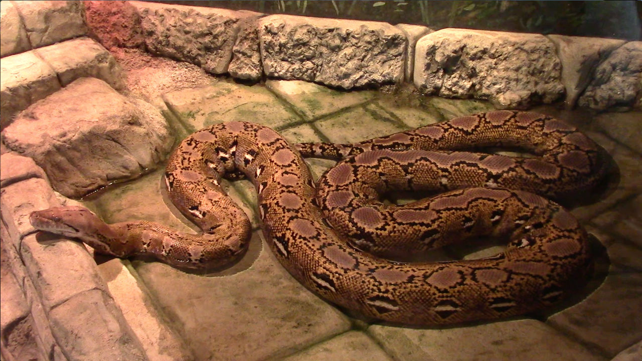 Columbus Zoo Reticulated Python by Phillip-Neumeier on DeviantArt