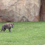 Columbus Zoo Spotted Hyenas