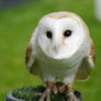 White owl