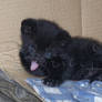 Black kitten