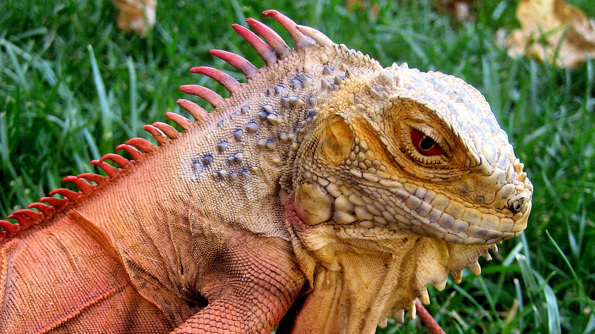 Swapped Lizard Lizard Morphing. by Drakre52 on DeviantArt