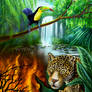 Rainforest Alert