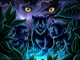 Jungle Cosmos