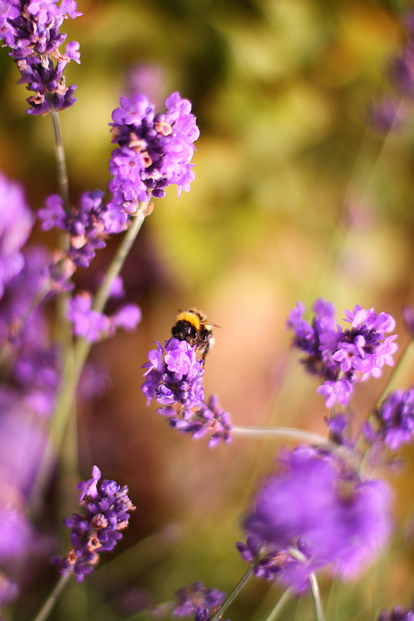 flower and bee