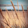 Beach Grass