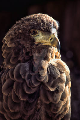 Common Buzzard