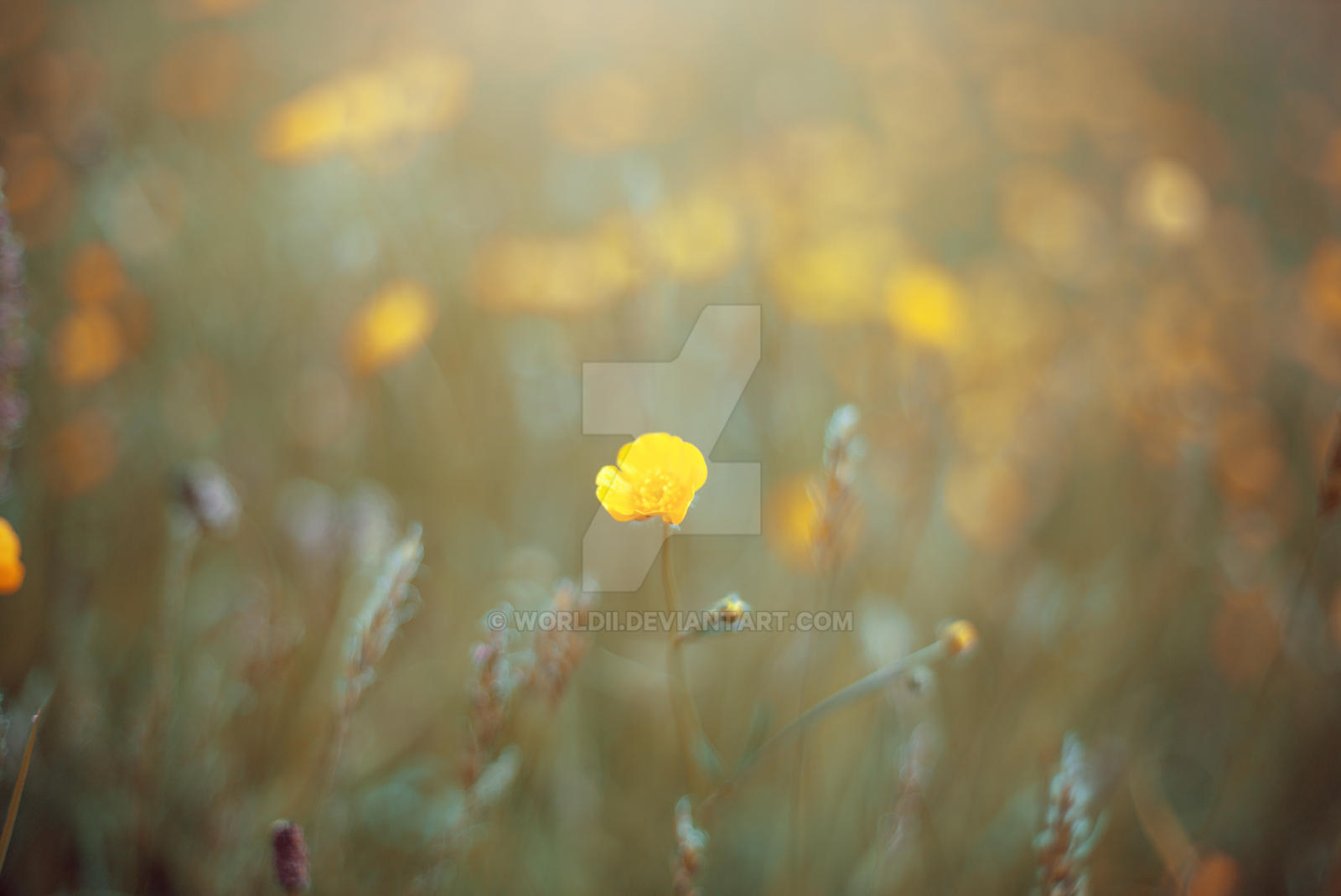 Meadow Buttercup