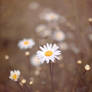 Ox eye daisy
