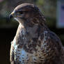 Not Such A Common Buzzard