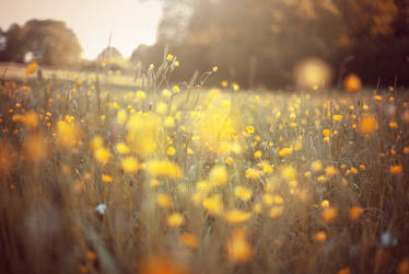 Yellow Meadow