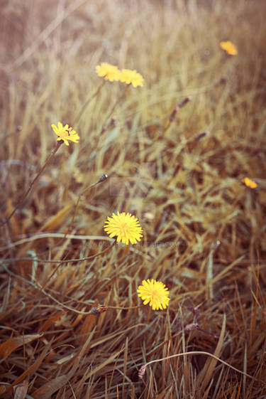 Late Summer Meadow