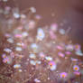 More Pink Daisies