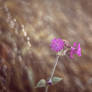 Red Campion