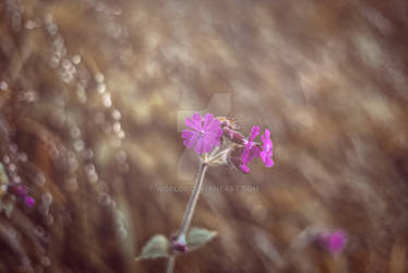 Red Campion