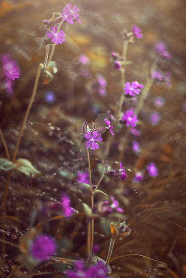 Red Catchfly