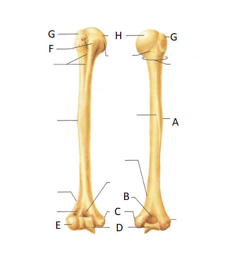 Humerus Bone Quiz Aid by Sasaki-Kaemon on DeviantArt