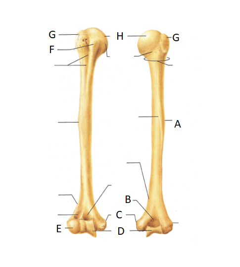 Anatomy Humerus Bone