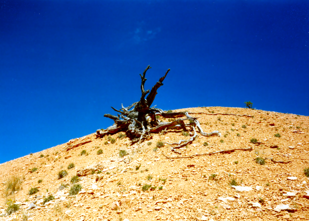 dRAGON bONES aT bRYCE cANYON