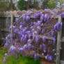 wYSTERIA mYSTERIA