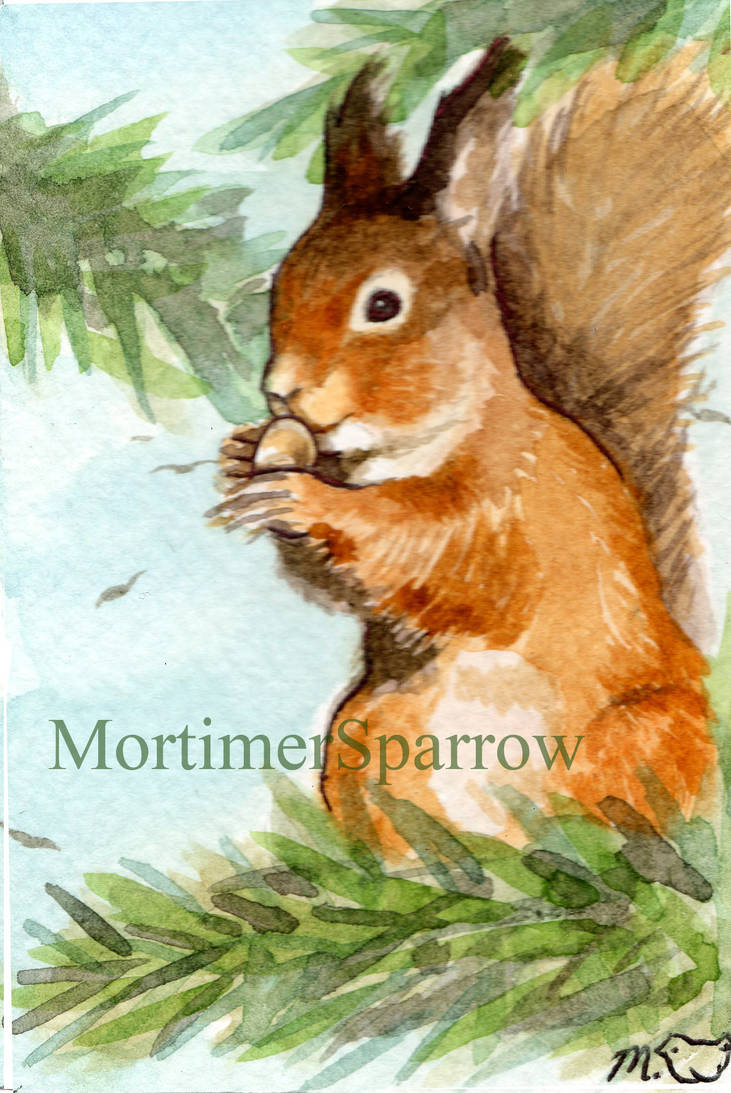 Squirrel Deviantart The Red Squirrel by mortimersparrow on DeviantArt