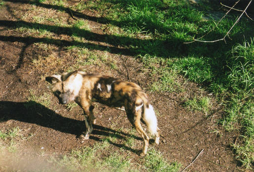 African Wild Dog