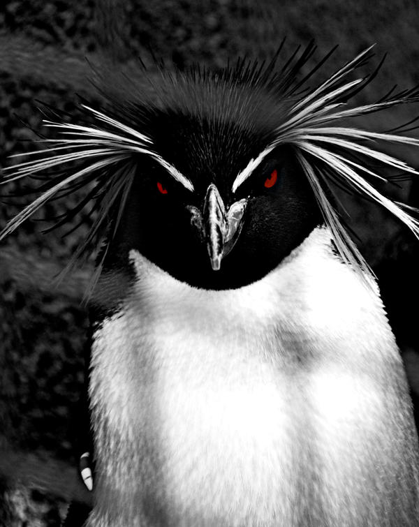 Evil Penguin Raining Evil Penguin by bassqee on DeviantArt