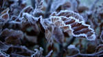 leaf in winter by AlphaCentaury