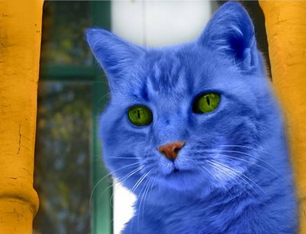 Глупый синий. Синяя кошка. Кошка синего цвета. Расцветка кошек синяя. Кошки синего окраса.