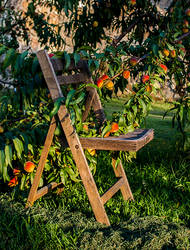 Fruit in the Chair