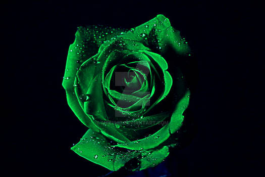 The Green Rose