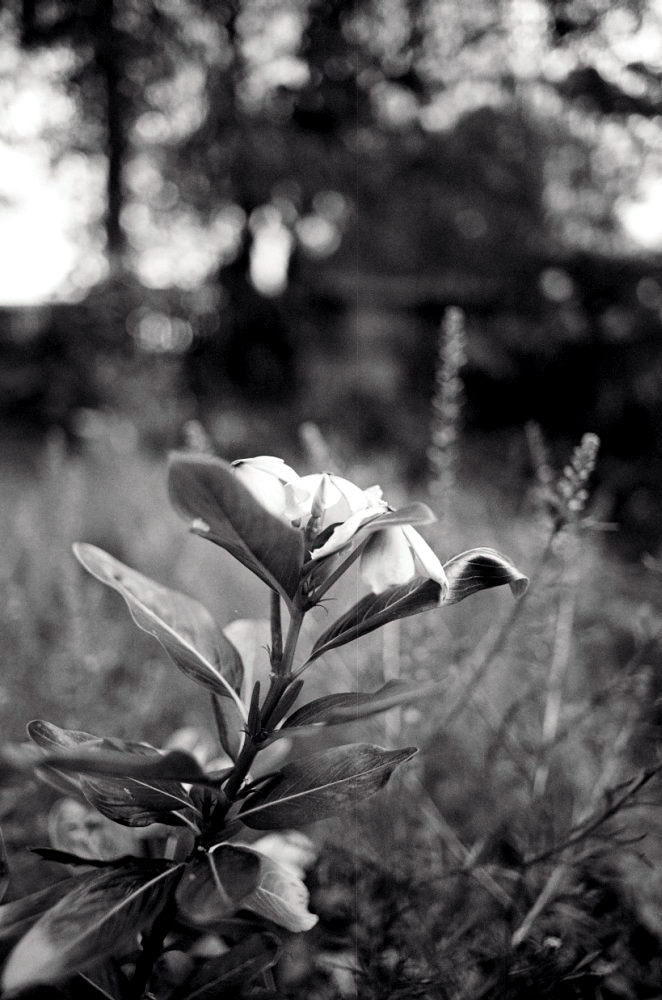 b+w flower