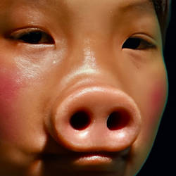 Oink 11