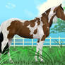 Tobiano Stallion
