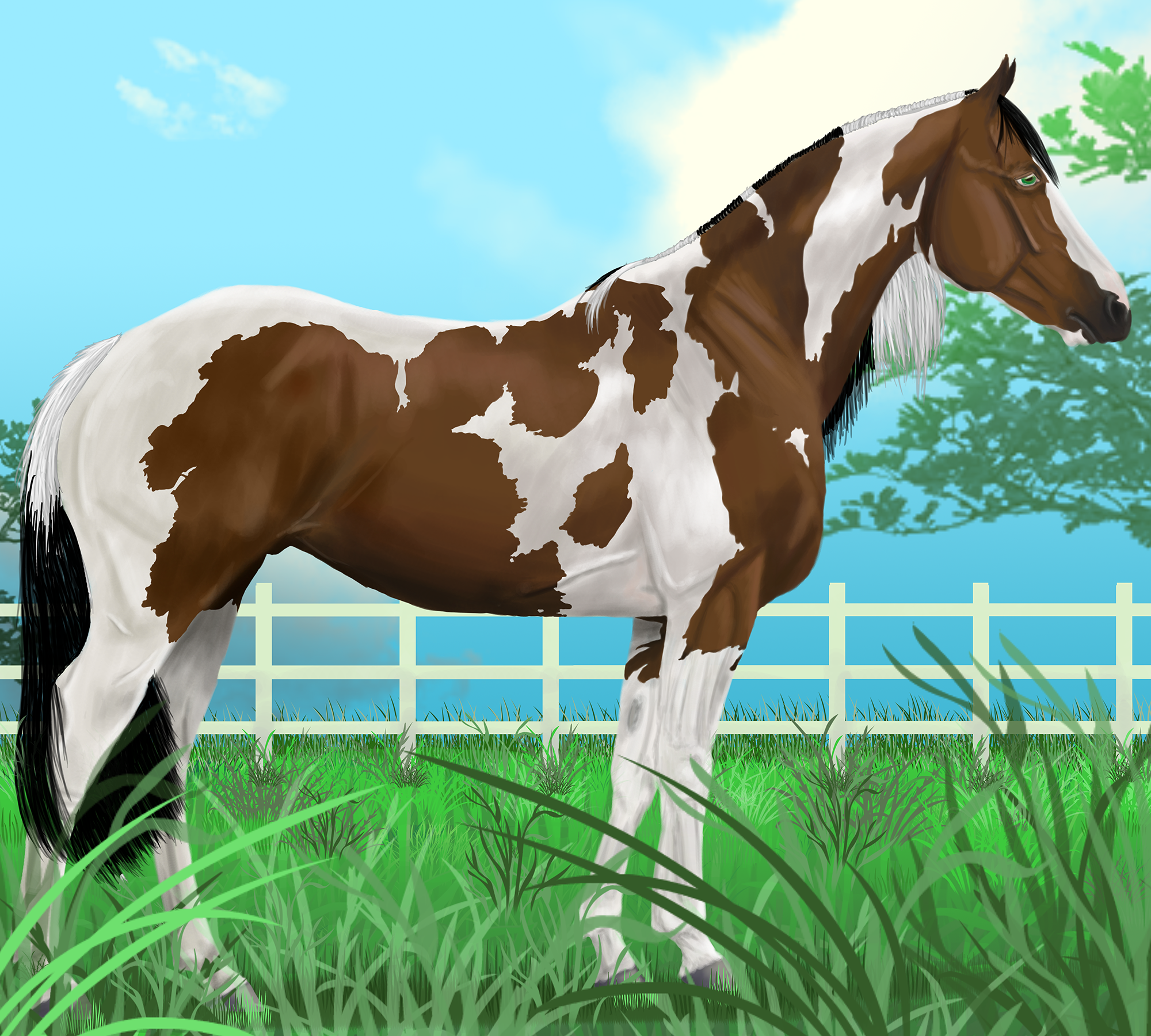 Tobiano Stallion