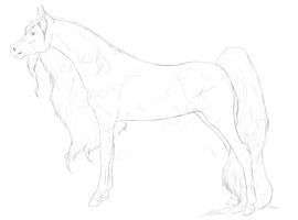 Sibrano Mare Lines