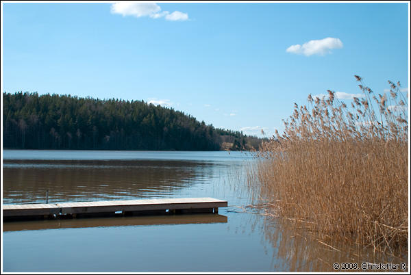 Dive into the reed by Sharkey82 on DeviantArt