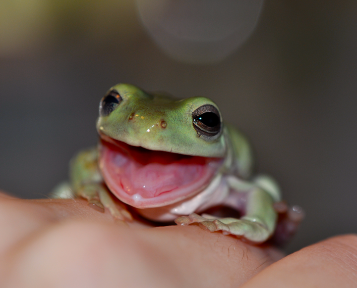 Frog yawn series 2