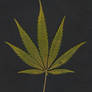marihuana leaf