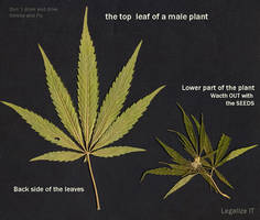 marihuana leafs