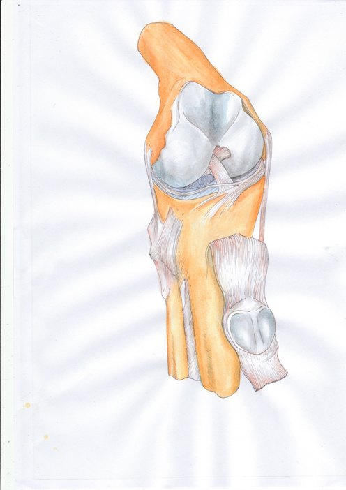 Deviantart Knees knee by swimmingRat on DeviantArt