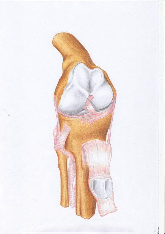 Deviantart Knees another knee by swimmingRat on DeviantArt