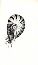 a Nautilus for Inktober