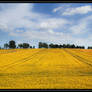 Yellow Summer Fields