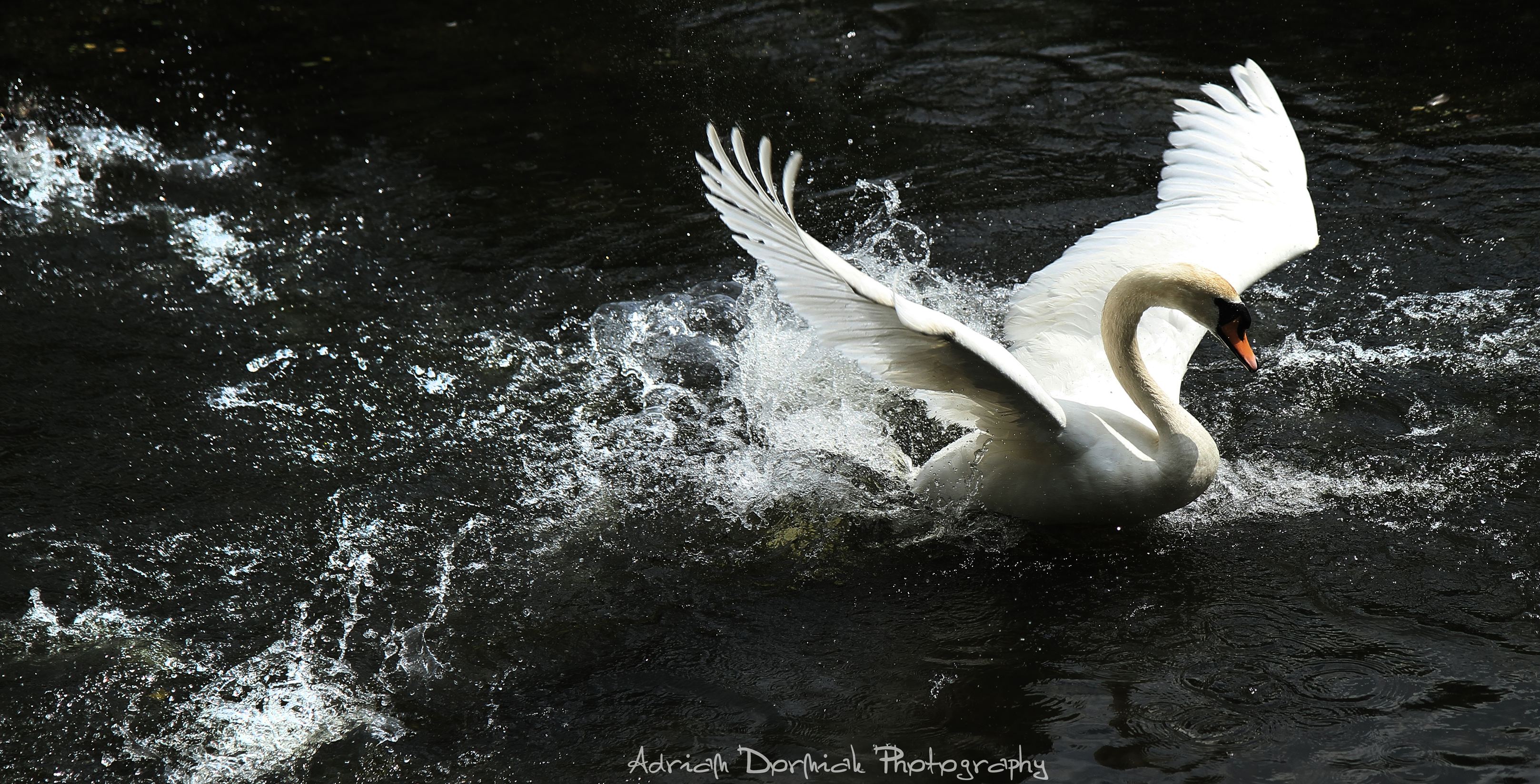 Great Landing