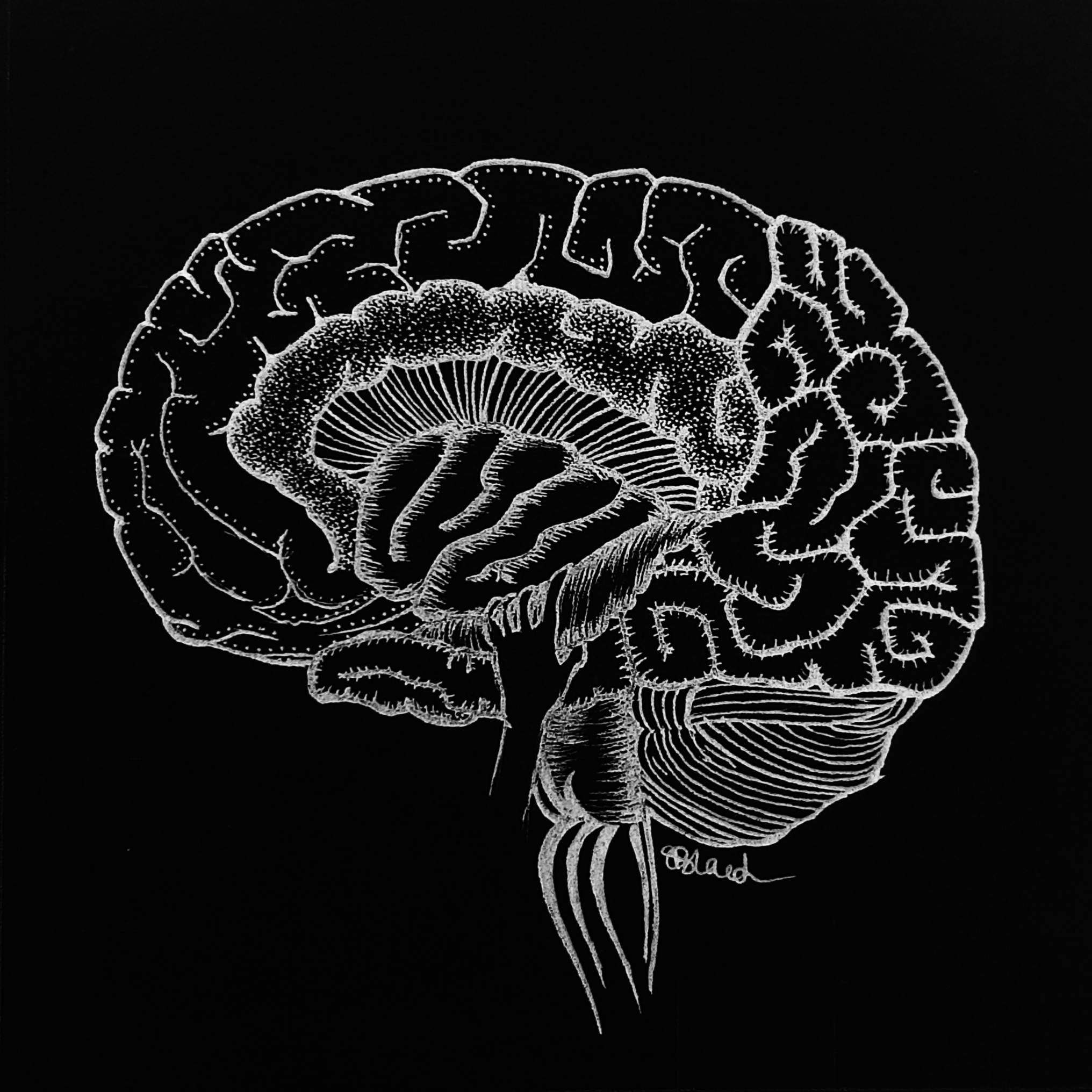 Illustration of brain and dopamine pathways, representing motivation and effort