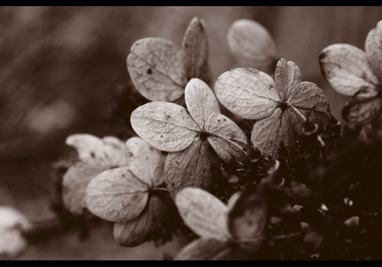 Pee Gee Hydrangea.